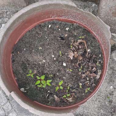 Celosia caracus