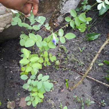 Clitoria ternatea