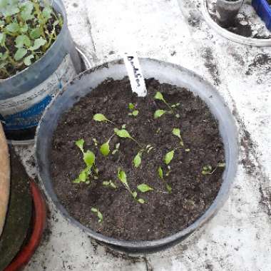 Taraxacum officinale