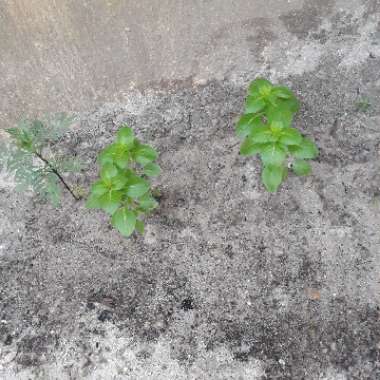 Ocimum basilicum 'Blue Spice'