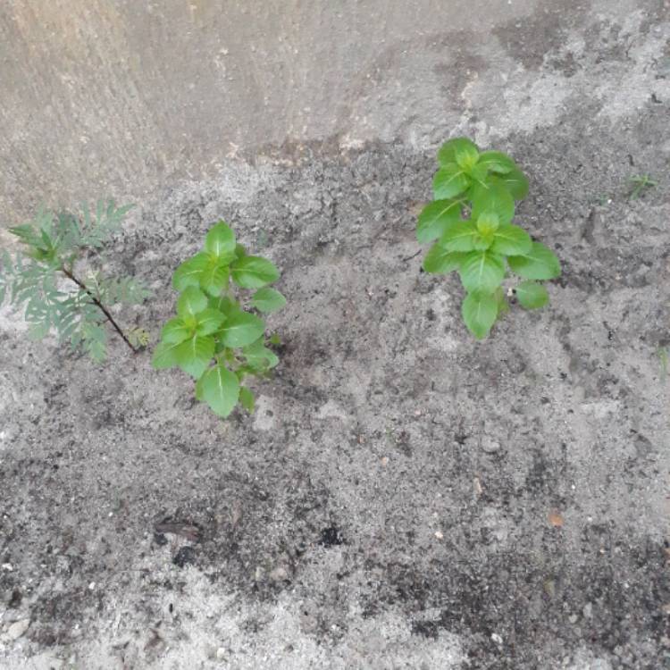 Plant image Ocimum basilicum 'Blue Spice'