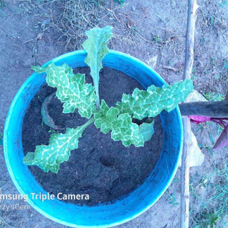 Plant image Silybum marianum