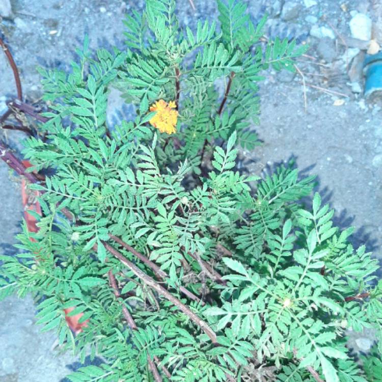 Plant image Tagetes patula 'French Bee'