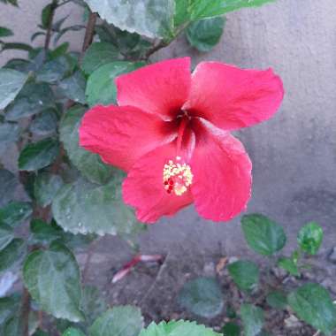 Hibiscus rosa-sinensis 'Lipstick'