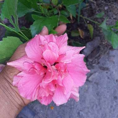 Hibiscus rosa-sinensis 'Mrs Andreasen'