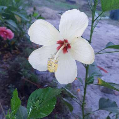 Hibiscus rosa-sinensis