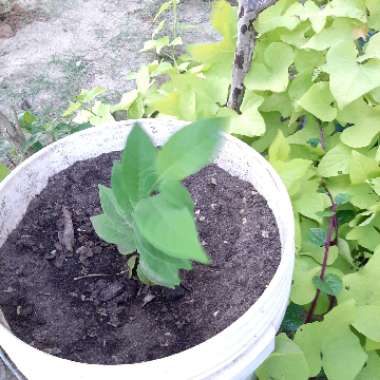 Annona Cherimoya syn. annona chirimoya