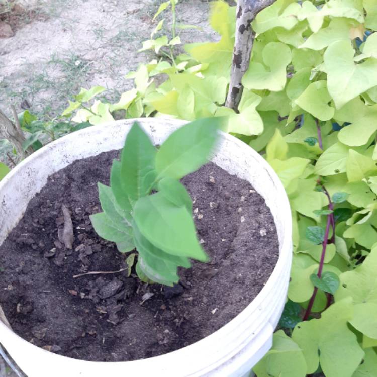 Plant image Annona Cherimoya syn. annona chirimoya