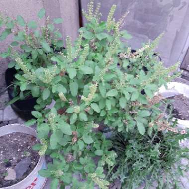 Ocimum tenuiflorum syn. Ocimum sanctum