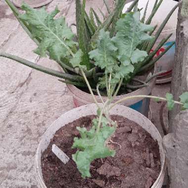 Brassica oleracea (Acephala Group) 'Dwarf Siberian'