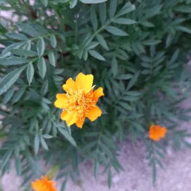 Tagetes patula 'Fiesta Mix'