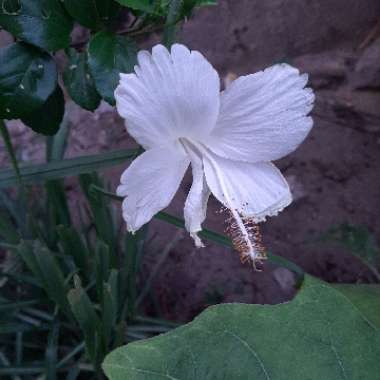 Hibiscus rosa-sinensis 'Dainty White'