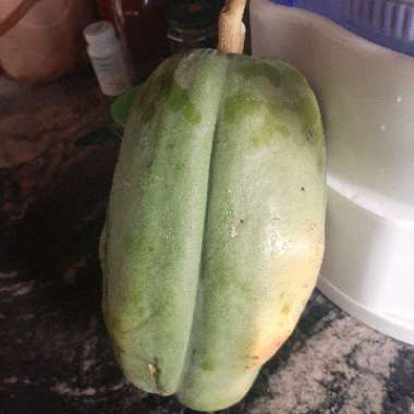 Carica papaya