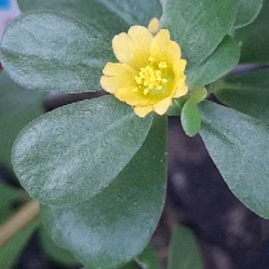 Portulaca oleracea 'Sun Jewels'