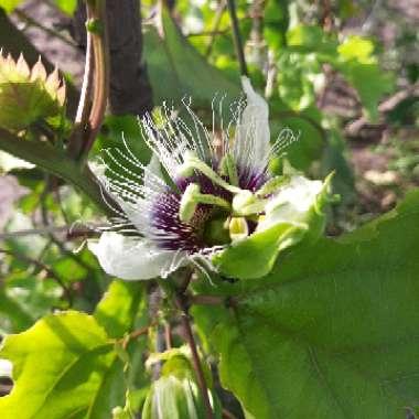 Passiflora picturata