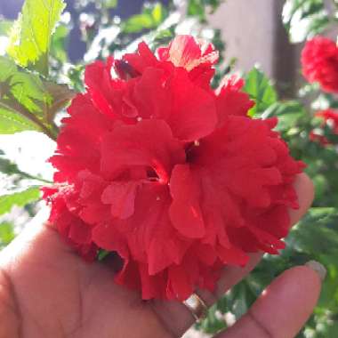 Hibiscus rosa-sinensis 'Pride of Hankins'