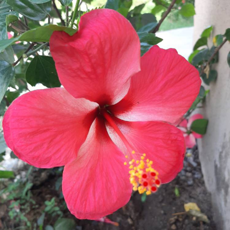 Plant image Hibiscus rosa-sinensis 'Red Giant'