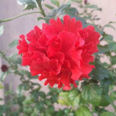 Hibiscus rosa-sinensis 'Pride of Hankins'