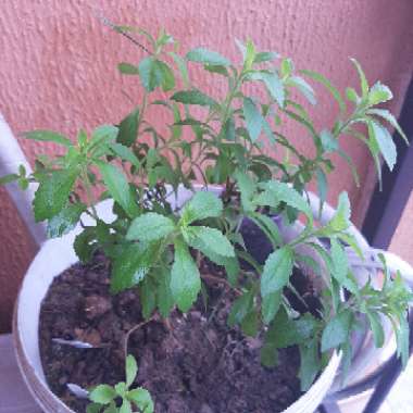 Stevia rebaudiana