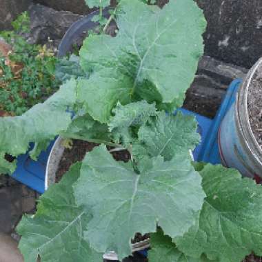 Brassica oleracea (Acephala Group) 'Dwarf Siberian'