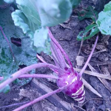 Brassica oleracea (Gongylodes Group) 'Early Purple Vienna' syn. Brassica oleracea (Gongylodes Group) 'Purple Vienna'