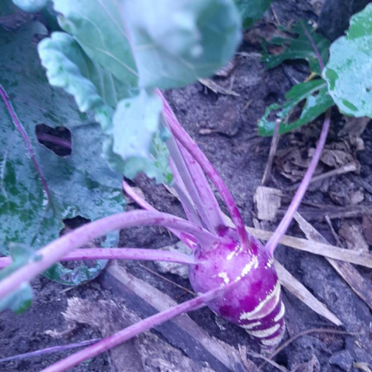 Plant image Brassica oleracea (Gongylodes Group) 'Early Purple Vienna' syn. Brassica oleracea (Gongylodes Group) 'Purple Vienna'