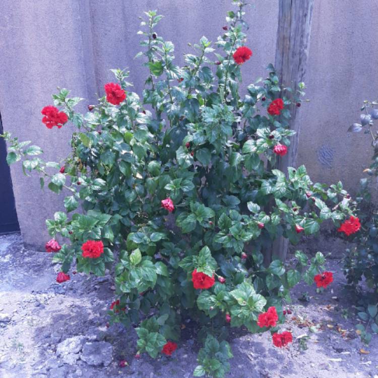 Plant image Hibiscus rosa-sinensis 'Pride of Hankins'