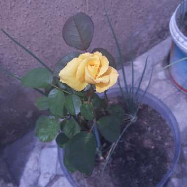 Rosa (Species)