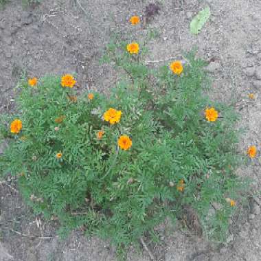 Tagetes patula 'Fiesta Mix'