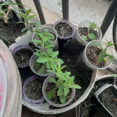 Stevia rebaudiana