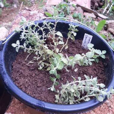 Origanum syriacum 'Wild Zaatar'