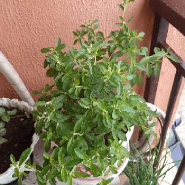 Stevia rebaudiana