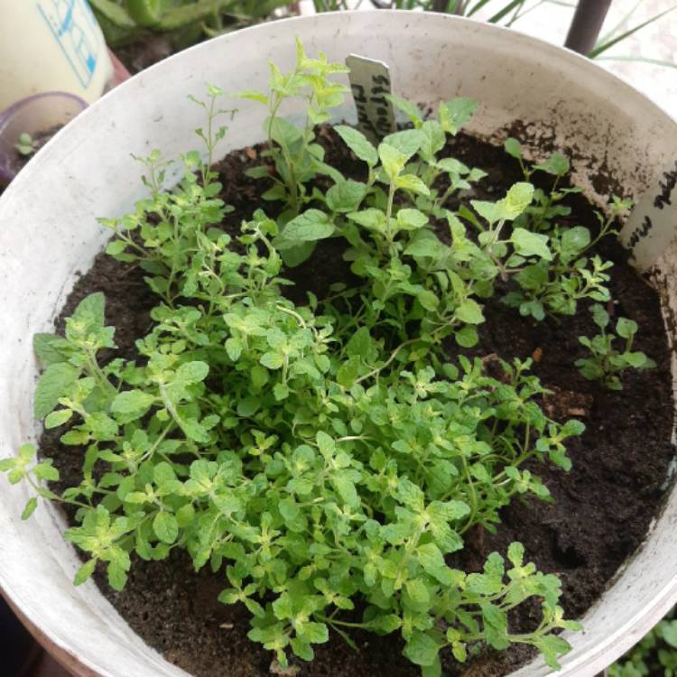 Plant image Mentha x piperita 'Strawberry'