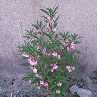 Impatiens Balsamina 'Pink Lady's Slipper'