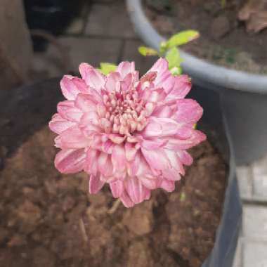 Chrysanthemum