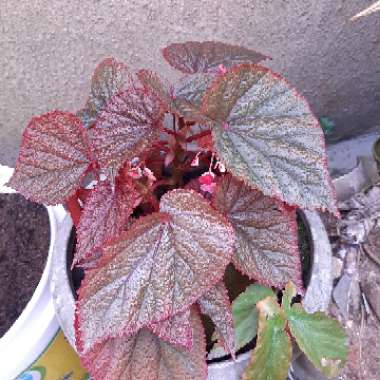 Begonia