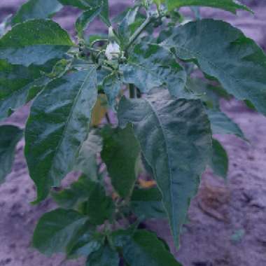 Capsicum Chinense 'Habanero'