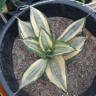 Sansevieria trifasciata 'Golden Hahnii'