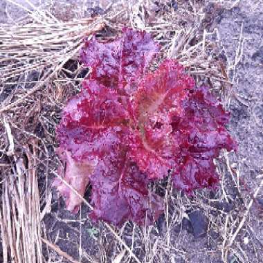 Lactuca sativa 'Red Velvet'