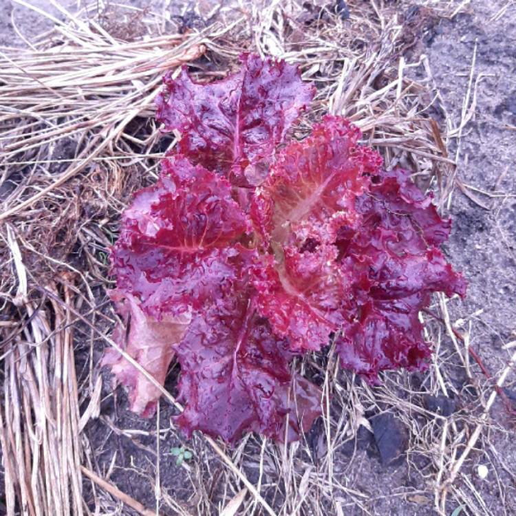 Plant image Lactuca sativa 'Red Velvet'