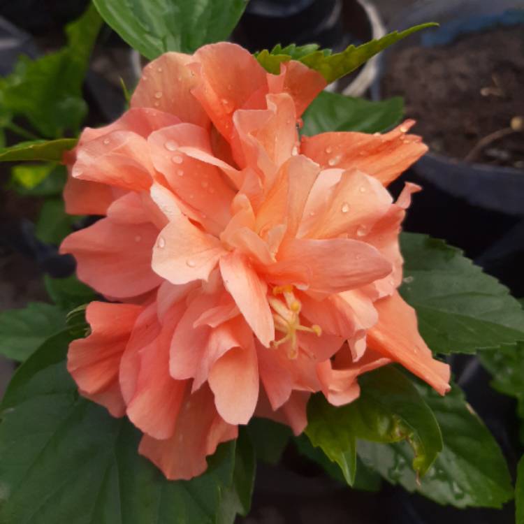 Plant image Hibiscus rosa-sinensis 'Apricot Brandy'