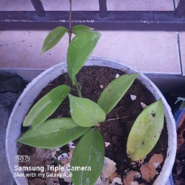 Hoya Pubicalyx