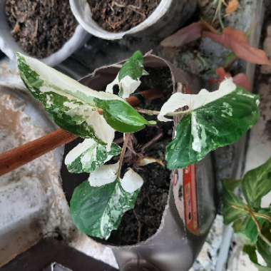 Syngonium podophyllum 'Albo Variegatum'