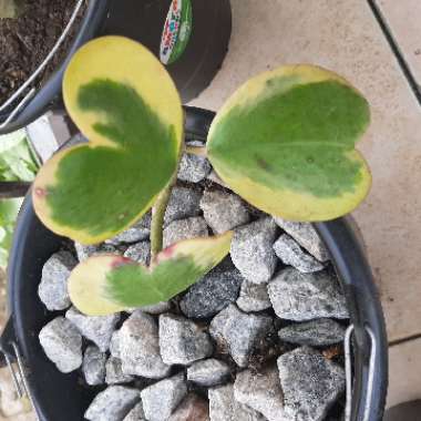 Hoya Kerrii Variegata