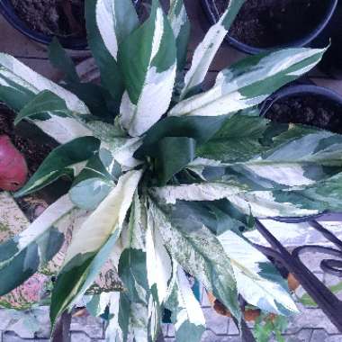 Spathiphyllum wallisii