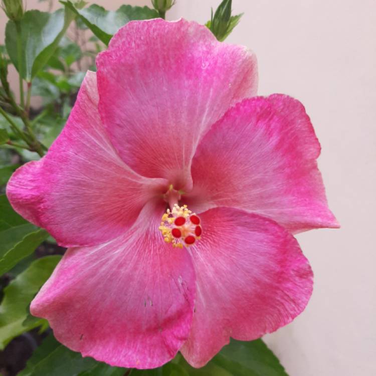 Hibiscus Rosa Sinensis Tropical Hibiscus Uploaded By Buzzygems 5658