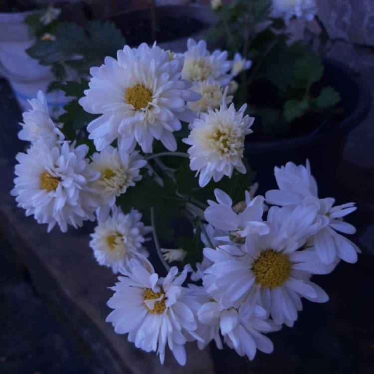 Plant image Chrysanthemum 'Baby Tears'