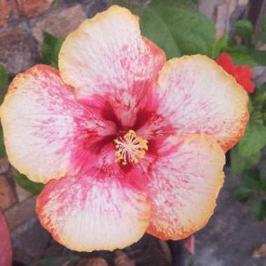 Hibiscus rosa-sinensis