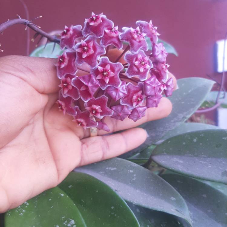 Plant image Hoya Pubicalyx ‘Splash'