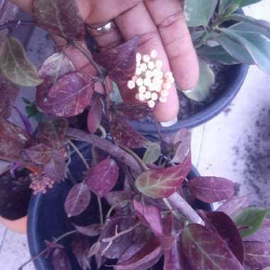 Hoya lacunosa var. pallidiflora X Hoya obscura